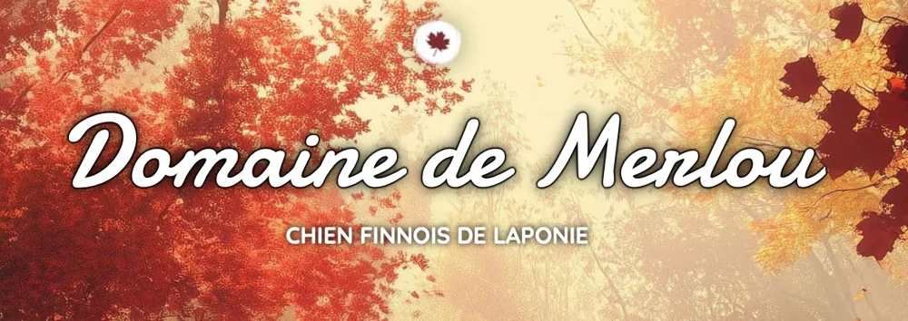 Bannière du Domaine de Merlou, élevage de chiens finnois de Laponie
